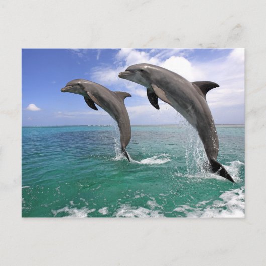 Delfin Briefkaart (Voorkant)