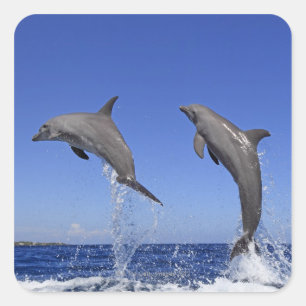 Delfin, Delphin, Grosser Tuemmler, Tursiops 3 Vierkante Sticker