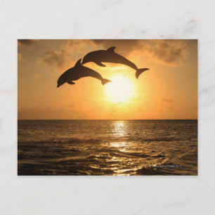Delfin, Delphin, Grosser Tuemmler, Tursiops Briefkaart