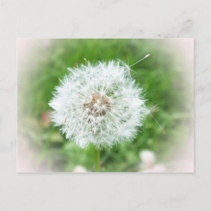 delicaat wit bloesem briefkaart