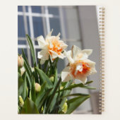 Délicat mignon daffodils printemps (Dos)