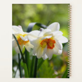 Délicat mignon daffodils printemps (Dos)