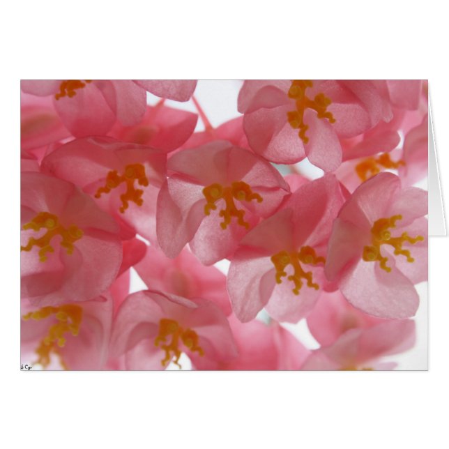 Delicate (Voorkant Horizontaal)