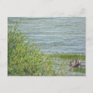 Delicate beweging briefkaart