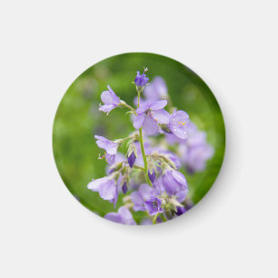 Delicate blauwe bloemen op een groen veld in een l magneet