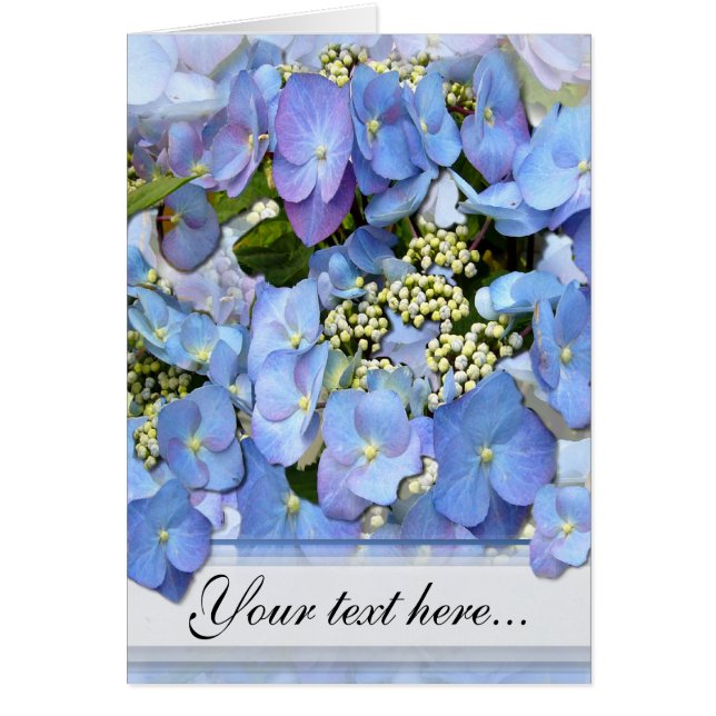 Delicate Blue Lacecap Hydrangea (Voorkant)