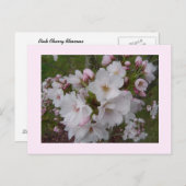 Delicate Cherry Blossom Briefkaart (Voorkant / Achterkant)