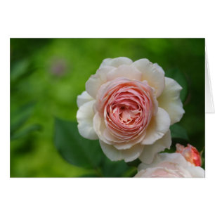 Délicate Creamy Rose