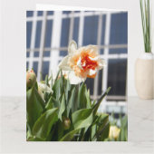 Delicate cute narcissen lente      kaart (Achterkant)