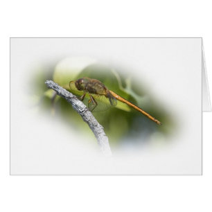 Delicate Dragonfly