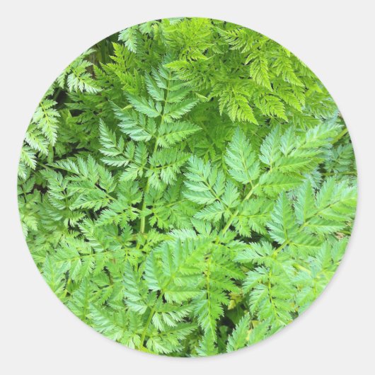 Delicate Ferns Ronde Sticker (Voorkant)