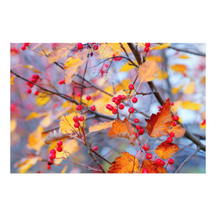 Delicate hawthorn-bessen in het najaar foto afdruk