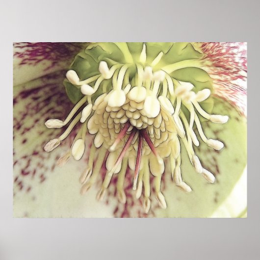 Delicate Hellebore Blossom Poster (Voorkant)