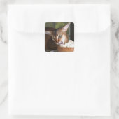 Delicate Indulgence Cat Sticker (Sac)