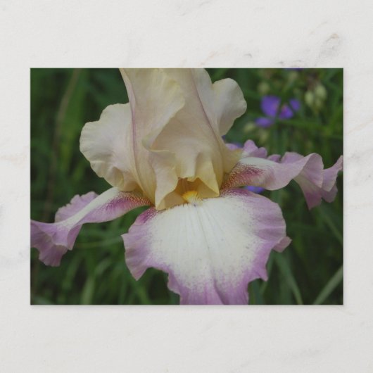 Delicate Iris Briefkaart (Voorkant)