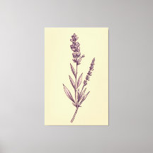Delicate Lavendel Sprig op Cream Achtergrond