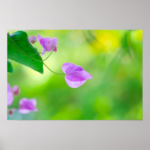 Delicate Paarse Bougainvillea Poster