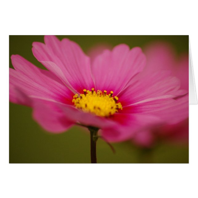Delicate Pink Floral (Voorkant Horizontaal)