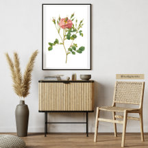 Delicate Pink Rose Botanische Kunst Print