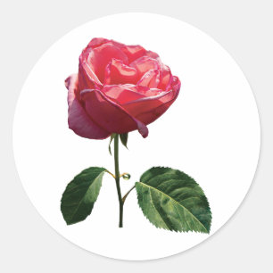 Delicate Rosebud Ronde Sticker