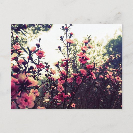 Delicate roze bloemen briefkaart (Voorkant)