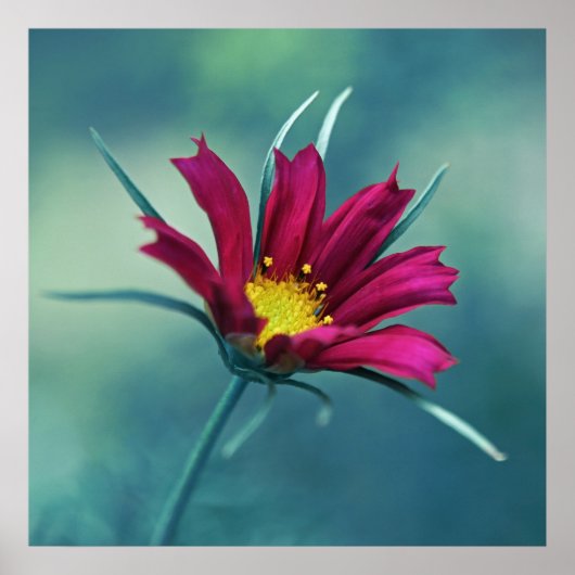 Delicate Roze Cosmos Flower Macro Abstract op blau Poster (Voorkant)