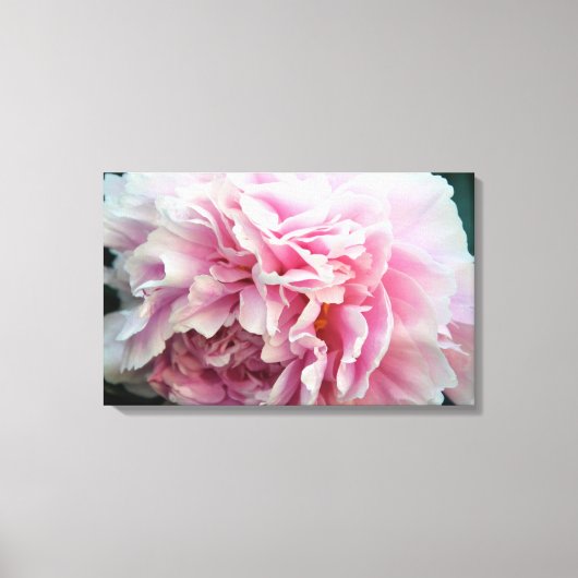 Delicate Roze Pioen Bloemen Verpakte Canvas Print (Voorkant)