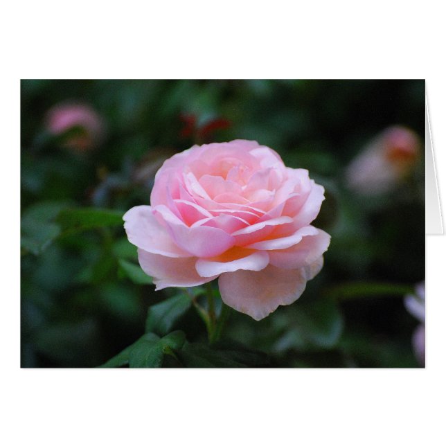 Delicate roze Rose (Voorkant Horizontaal)