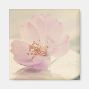 Delicate Soft roze Cherry Blossom Flower Magneet