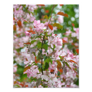 Delicate tak met bloemen appelboom foto afdruk