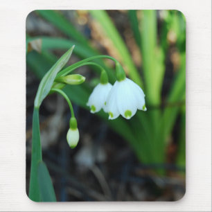 Delicate White Alleghany Spurge Flowers Muismat