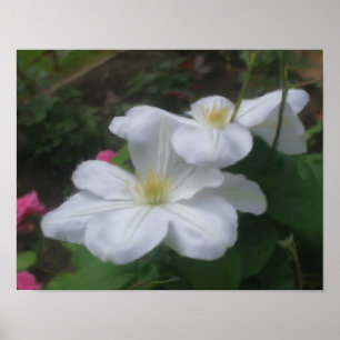 Delicate White Clematis Flower Art Photo Painting Poster