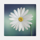 Delicate White Daisy Magneet (Voorkant)