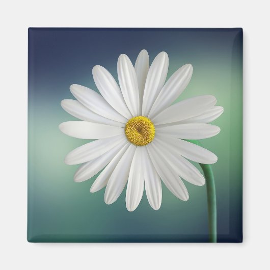 Delicate White Daisy Magneet (Voorkant)