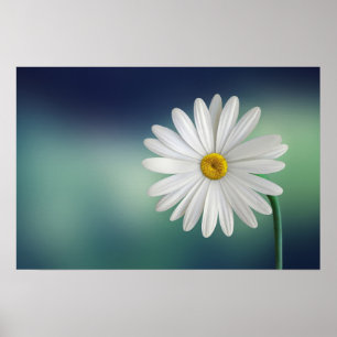 Delicate White Daisy Poster