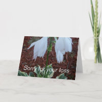 Delicate witte Sun Hosta bloemen op een condoleanc