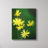 Delicate Yellow Daisy Wildbloemen Canvas Afdruk (Voorkant)