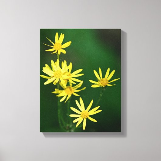 Delicate Yellow Daisy Wildbloemen Canvas Afdruk (Voorkant)