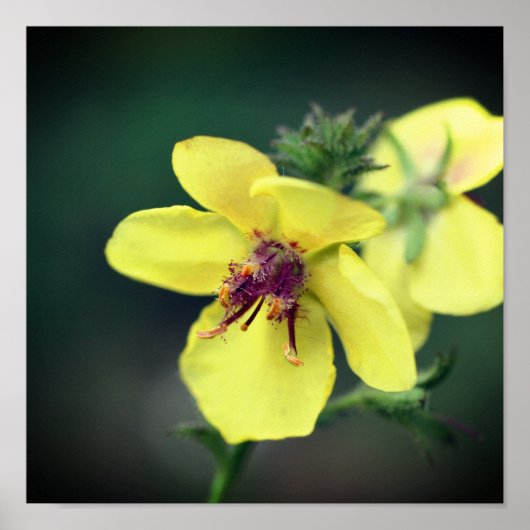 Delicate Yellow Wilde Poster (Voorkant)