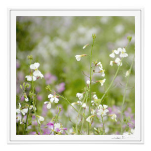 Delicatee wilde bloemen, wit en roze. door Sidhart Foto Afdruk