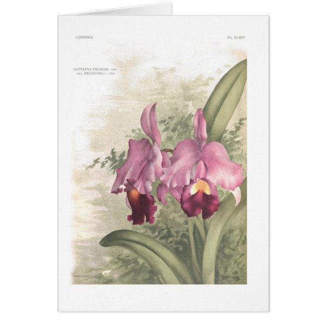 Deliciosa de variété de trianae de Cattleta (Devant)