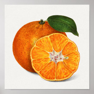 Delicious Oranje tangerinevruchten Poster