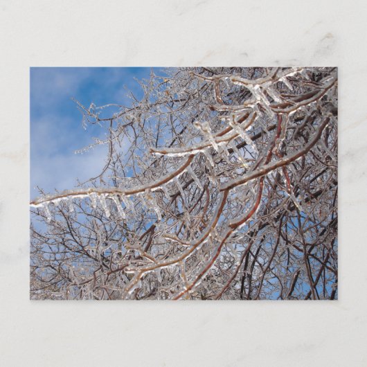 Delmar Loop in december Briefkaart (Voorkant)