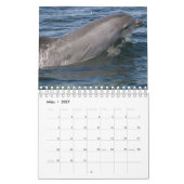 Delphin Kalender (Mar 2027)