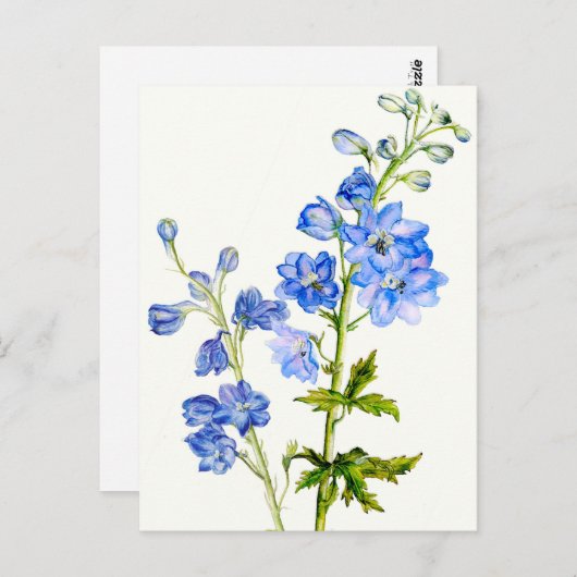 Delphinines bleus dans carte postale aquarelle (Devant / Derrière)