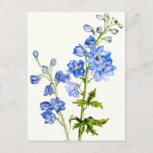 Delphinines bleus dans carte postale aquarelle