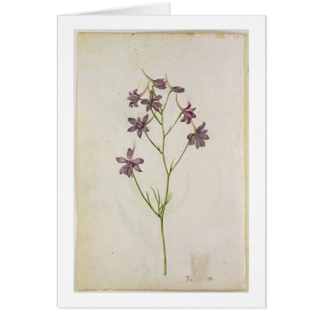 Delphinium ajacis, c.1568 (Voorkant)