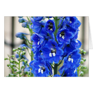 Delphinium bleu