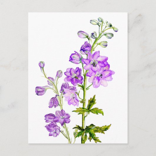 Delphiniums violets dans la carte postale aquarell (Devant)