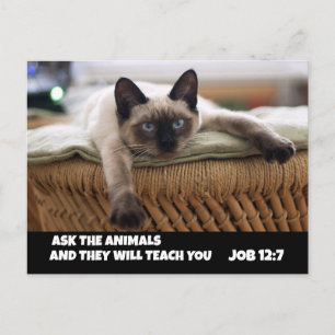 DEMANDEZ AUX ANIMAUX CARTE POSTALE CHAT JOB 12:7